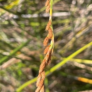 Eurychorda complanata (Flat Cord-rush) at Bundanoon, NSW - Yesterday by JaneR