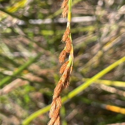 Eurychorda complanata (Flat Cord-rush) at Bundanoon, NSW - 6 Dec 2025 by JaneR