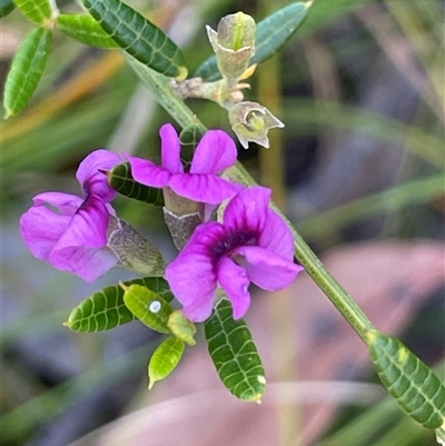 Mirbelia rubiifolia at Bundanoon, NSW - 6 Dec 2025 by JaneR