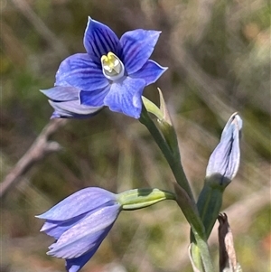 Thelymitra cyanea at Bundanoon, NSW - Yesterday by JaneR