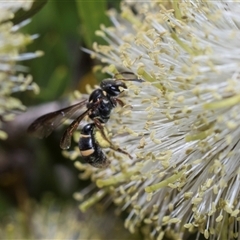 Lasioglossum (Australictus) peraustrale (Halictid bee) at Bruce, ACT - 3 Dec 2025 by AlisonMilton