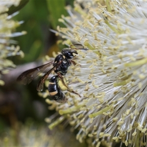 Lasioglossum (Australictus) peraustrale at Bruce, ACT - 3 Dec 2025 by AlisonMilton