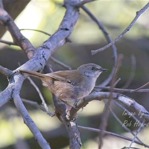 Sericornis frontalis at Aranda, ACT - 4 Dec 2025 by Rheardy