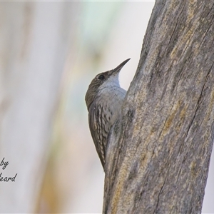 Cormobates leucophaea at Aranda, ACT - 4 Dec 2025 by Rheardy