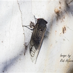 Psaltoda moerens (Redeye cicada) at Cook, ACT - 6 Dec 2025 by Rheardy