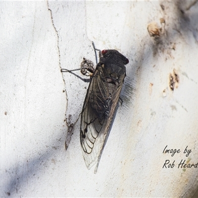 Psaltoda moerens (Redeye cicada) at Cook, ACT - 6 Dec 2025 by Rheardy