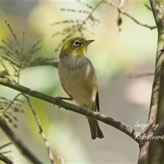Zosterops lateralis at Aranda, ACT - 6 Dec 2025 by Rheardy