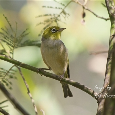 Zosterops lateralis at Aranda, ACT - 6 Dec 2025 by Rheardy