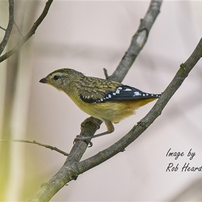Pardalotus punctatus at Aranda, ACT - 6 Dec 2025 by Rheardy
