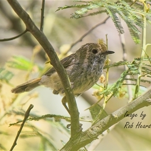 Acanthiza pusilla at Aranda, ACT - Yesterday by Rheardy