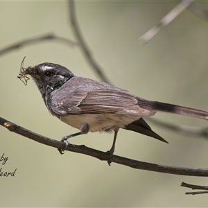 Rhipidura albiscapa at Aranda, ACT - Yesterday by Rheardy