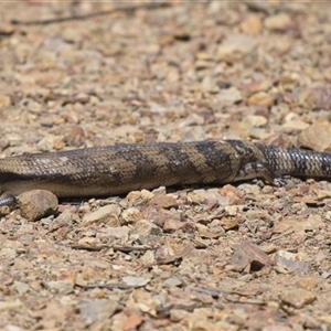 Tiliqua scincoides scincoides (Eastern Blue-tongue) at Aranda, ACT - Yesterday by Rheardy