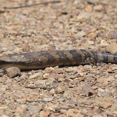 Tiliqua scincoides scincoides (Eastern Blue-tongue) at Aranda, ACT - 6 Dec 2025 by Rheardy