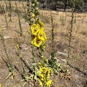Unverified Plant at Nicholls, ACT - Today by gavinlongmuir