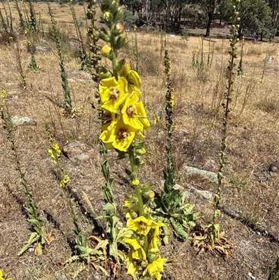 Verbascum virgatum at Nicholls, ACT - Yesterday by gavinlongmuir