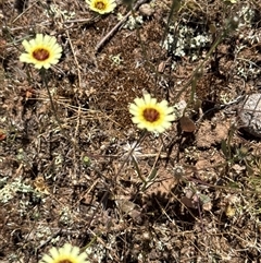 Tolpis barbata at Nicholls, ACT - Yesterday by gavinlongmuir