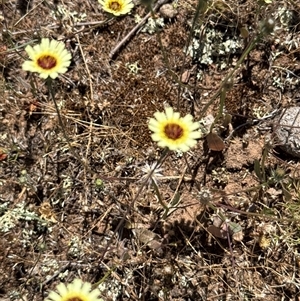 Unverified Daisy at Nicholls, ACT - Today by gavinlongmuir