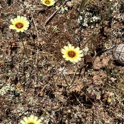 Tolpis barbata at Nicholls, ACT - Yesterday by gavinlongmuir