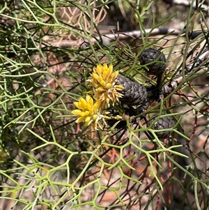Petrophile pedunculata at Bundanoon, NSW - Yesterday by JaneR