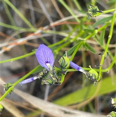 Comesperma volubile at Bundanoon, NSW - 6 Dec 2025 by JaneR