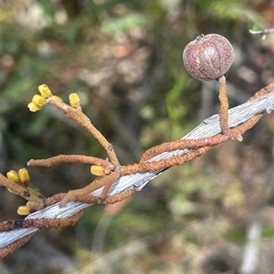 Cassytha glabella at Bundanoon, NSW - Yesterday by JaneR