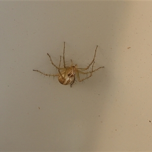 Oxyopes (genus) (Lynx spider) at Lyons, ACT - Today by ran452