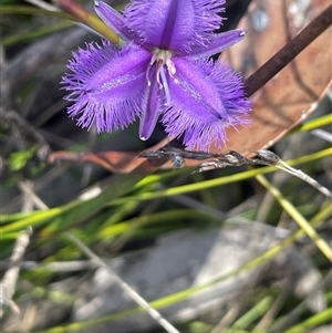 Thysanotus tuberosus at Bundanoon, NSW - Yesterday by JaneR