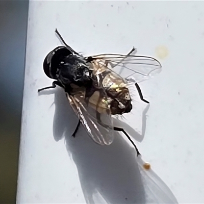 Unverified True fly (Diptera) at Fadden, ACT - 7 Dec 2025 by Mike