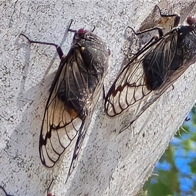 Psaltoda moerens (Redeye cicada) at Isaacs, ACT - 7 Dec 2025 by Mike