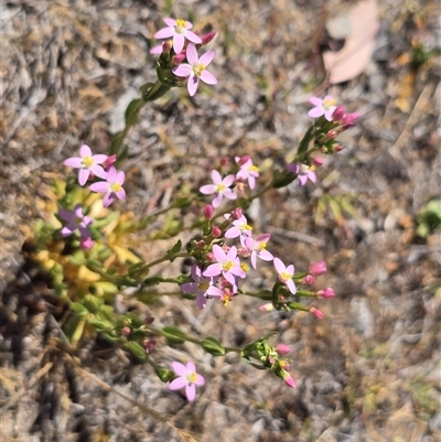 Centaurium erythraea at Isaacs, ACT - 7 Dec 2025 by Mike