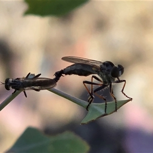 Asilinae sp. (subfamily) (Unidentified asiline Robberfly) at Isaacs, ACT - Today by Mike