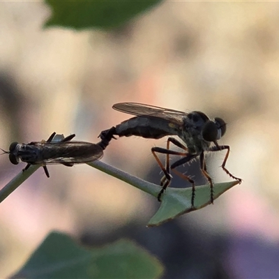 Asilinae sp. (subfamily) (Unidentified asiline Robberfly) at Isaacs, ACT - 7 Dec 2025 by Mike
