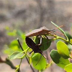 Unverified Shield, Stink or Jewel Bug (Pentatomoidea) at Isaacs, ACT - 7 Dec 2025 by Mike