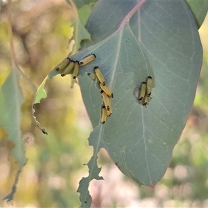 Paropsini sp. (tribe) (Unidentified paropsine leaf beetle) at Isaacs, ACT - Today by Mike
