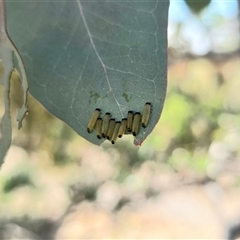 Paropsini sp. (tribe) at Isaacs, ACT - 7 Dec 2025 10:23 AM