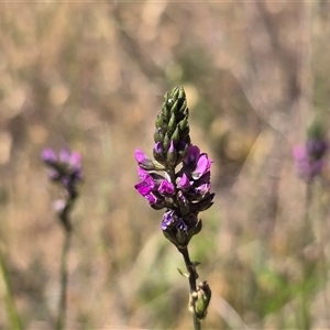 Cullen microcephalum at Isaacs, ACT - Today by Mike