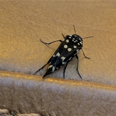 Hoshihananomia leucosticta (Pintail or Tumbling flower beetle) at Hackett, ACT - 7 Dec 2025 by WalterEgo