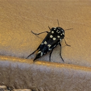 Hoshihananomia leucosticta (Pintail or Tumbling flower beetle) at Hackett, ACT - Today by WalterEgo