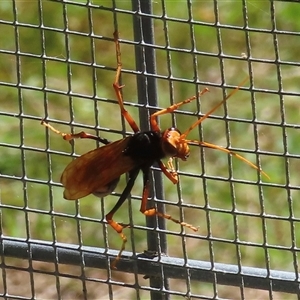 Unverified Wasp (Hymenoptera, Apocrita) at Cunjurong Point, NSW - 2 Dec 2025 by RobParnell