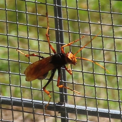 Unverified Wasp (Hymenoptera, Apocrita) at Cunjurong Point, NSW - 2 Dec 2025 by RobParnell