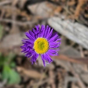 Brachyscome sp. at Yaouk, NSW - 28 Nov 2025 by JARS