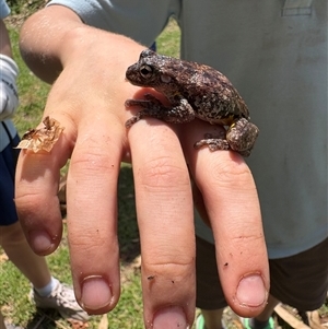 Uperoleia laevigata at Tarrawanna, NSW - 3 Nov 2025 by ManamiH