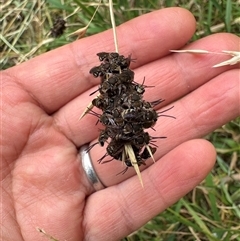 Apis mellifera by ManamiH