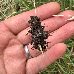 Apis mellifera at Tarrawanna, NSW - 1 Dec 2025 by ManamiH