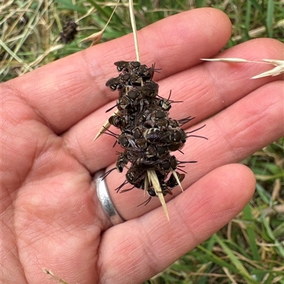 Apis mellifera at  - suppressed by ManamiH