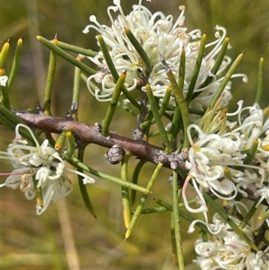 Hakea teretifolia at Bundanoon, NSW - Yesterday by JaneR