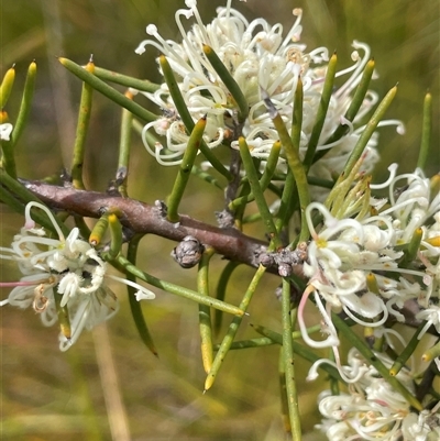 Hakea teretifolia at Bundanoon, NSW - 6 Dec 2025 by JaneR