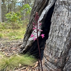 Dipodium sp. at Niangala, NSW - 7 Dec 2025 by HighcountryGal