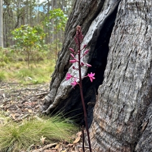Dipodium sp. at Niangala, NSW - Today by HighcountryGal