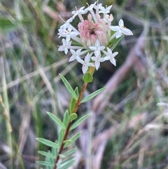 Pimelea linifolia at Bundanoon, NSW - 6 Dec 2025 by JaneR